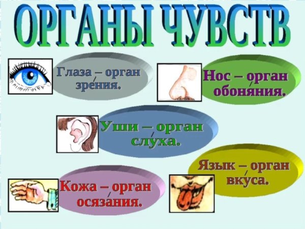 Как мы воспринимаем информацию