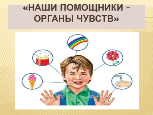 Система органов чувств