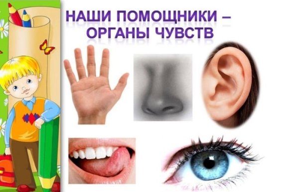 Органы чувств зрение