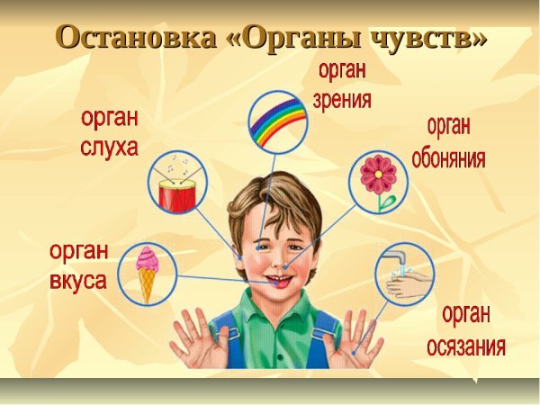 Органы чувств человека и их основные функции