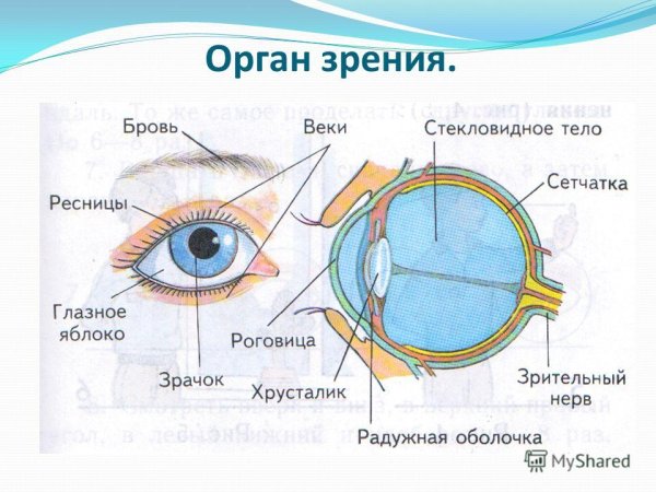 Профессии связаны с органами чувств