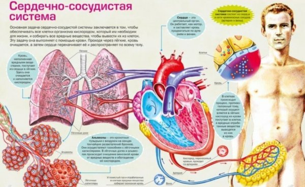 Сердечнососужистая система человека