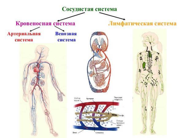 Сердечно-сосудистые заболевания плакаты