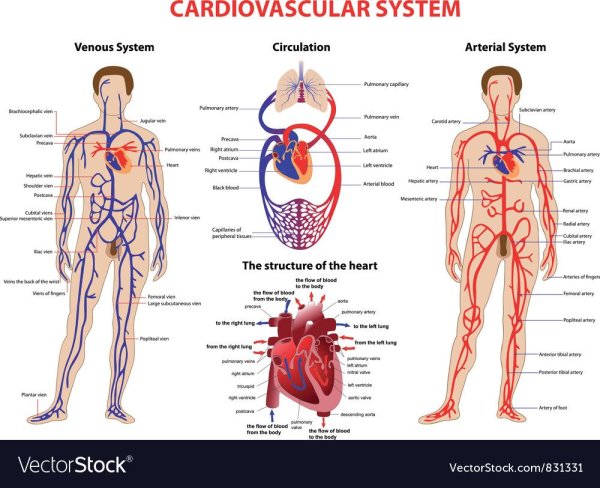 Кровеносная система человека большой круг кровообращения