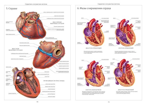 Кровеносная система человека анатомия функции