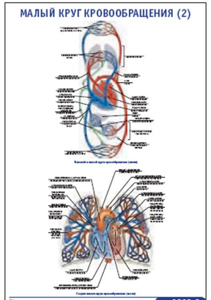 Малый и большой круг кровообращения плакат