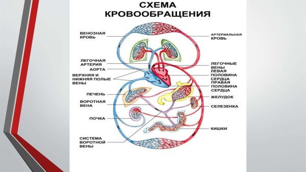 Рис 63 схема кровообращения