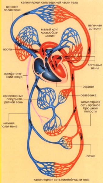 Малый круг кровообращения схема анатомия