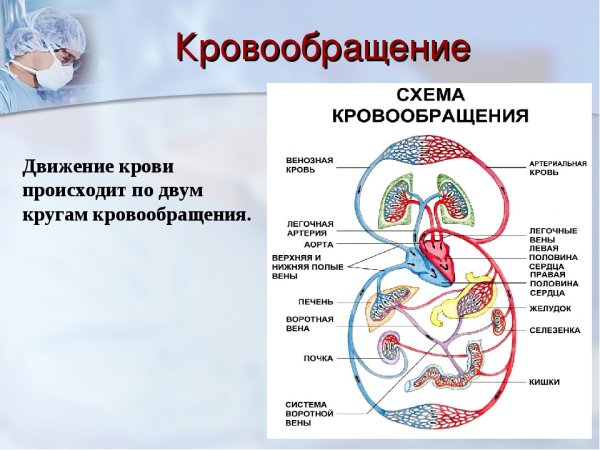 Круги кровообращения схема