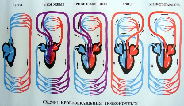 Эволюция кругов кровообращения