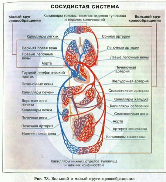 Сердечно сосудистая система большой и малый круг кровообращения