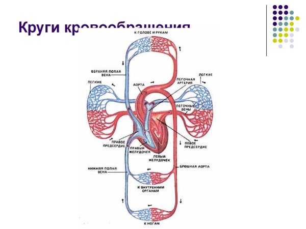 Сосуды большого круга кровообращения схема