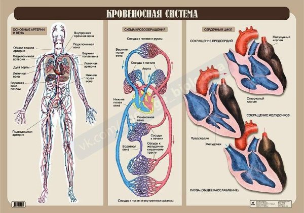 Схема строения кровеносной системы