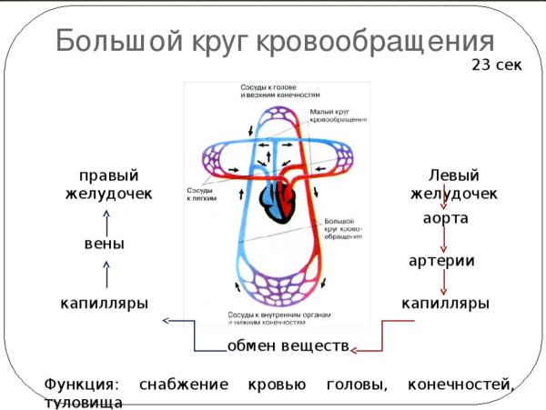 Малый круг кровообращения человека схема