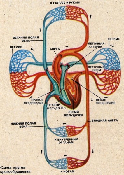 Анатомия сердца и круги кровообращения