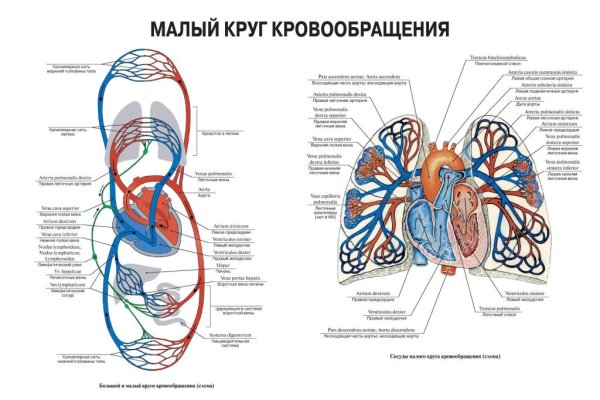 Малый легочный круг кровообращения схема