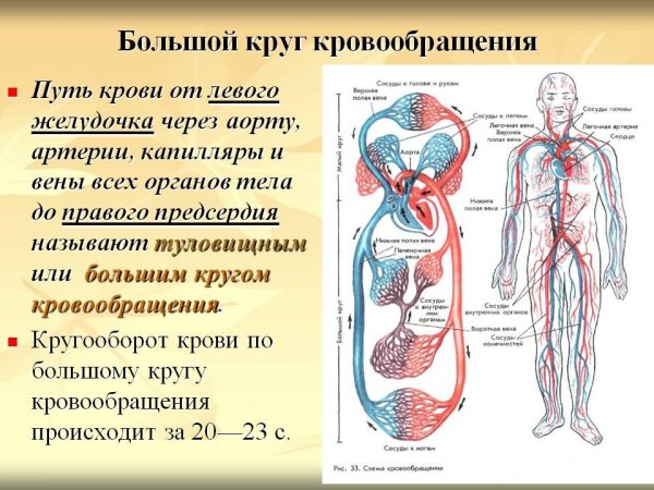 Сосуды большого круга кровообращения схема