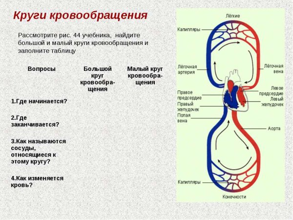 Артерии большого и малого круга кровообращения схема