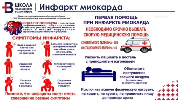 Плакат сердечно сосудистая система