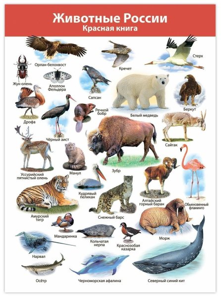 Животные Северной Америки