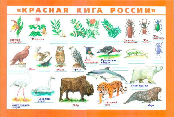 Плакаты с животными и растениями из красной книги России