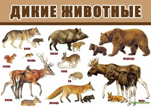 Дети диких животных