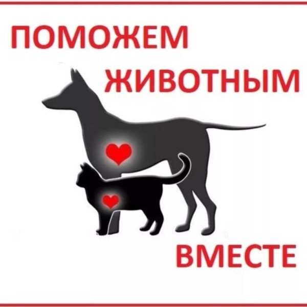Помощь приюту для животных