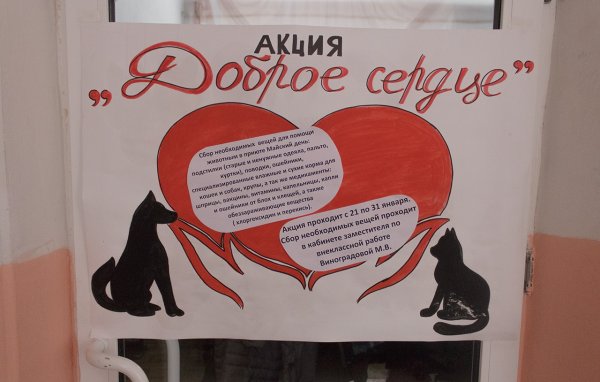 Акция по сбору корма для собак