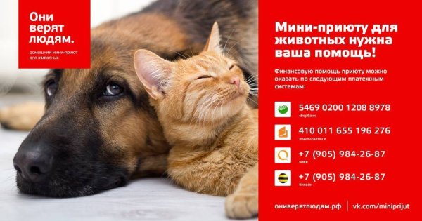 Реклама приюта для животных