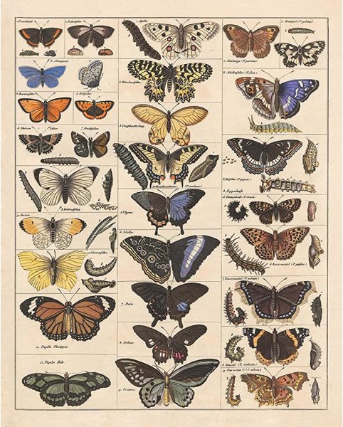 Красивый Гоблин