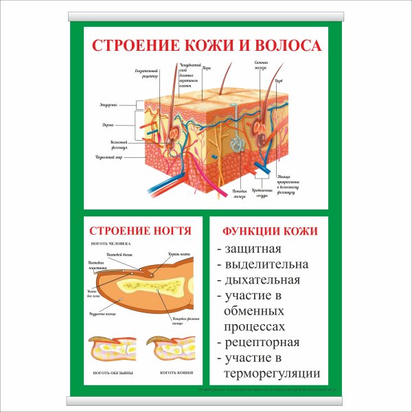 Плакат кожа лучшая защита