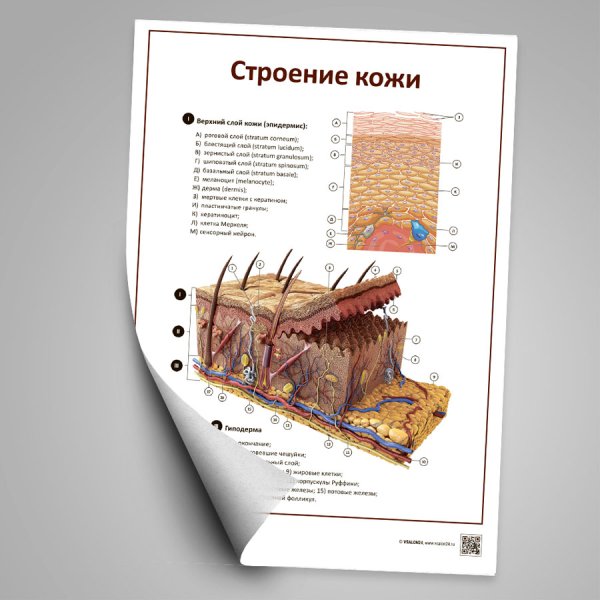 Плакат слои кожи