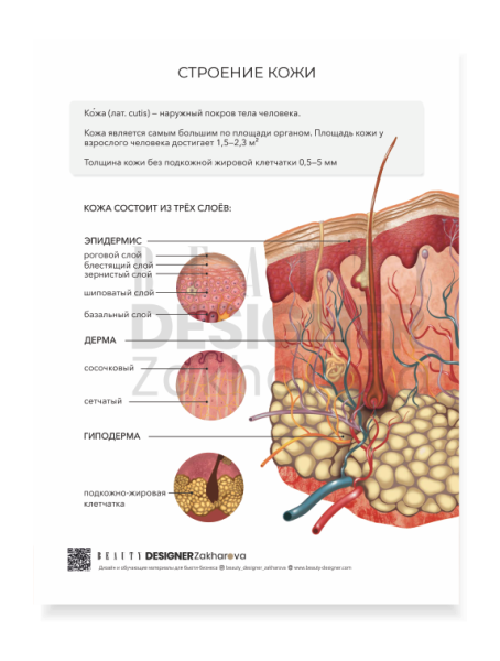 Плакаты строение кожи и волос