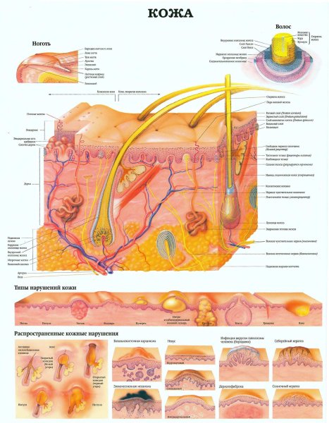 Строение кожи дерматология