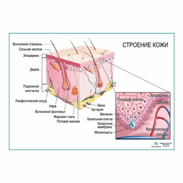 Плакаты строение кожи и волос