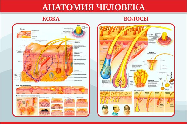Анатомические плакаты