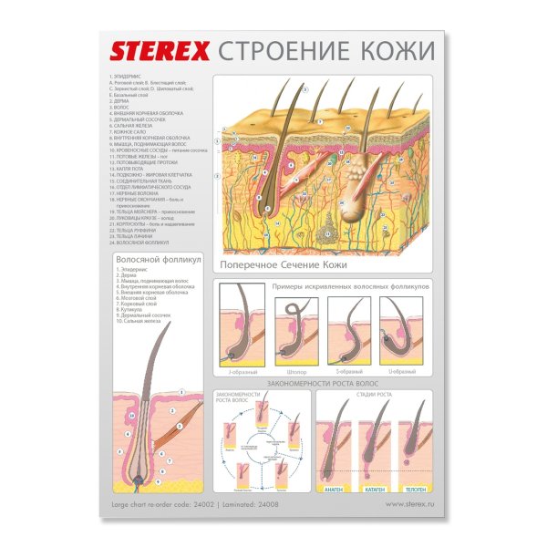 Перечислите слои кожи