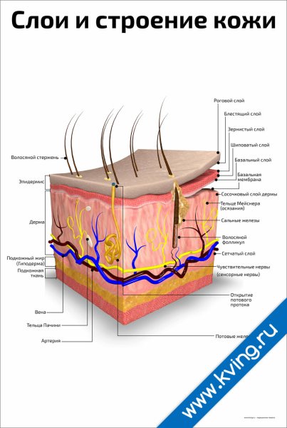 Строение кожи человека схема