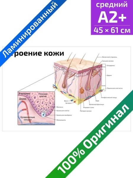 Плакаты строение кожи и волос