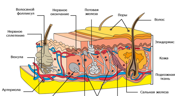 Плакаты строение кожи и волос