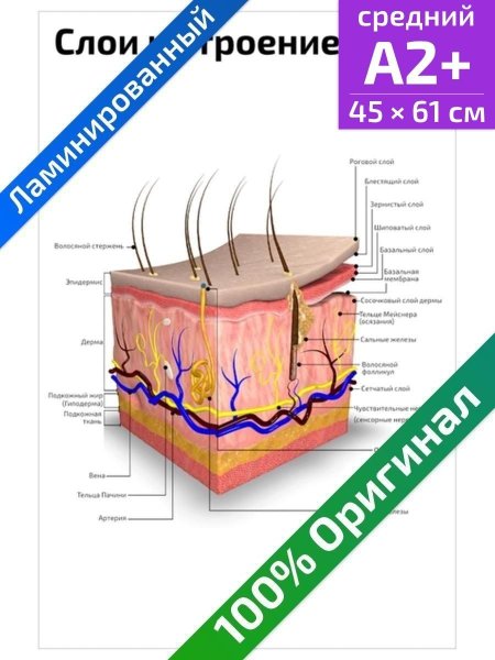 Плакат кожа