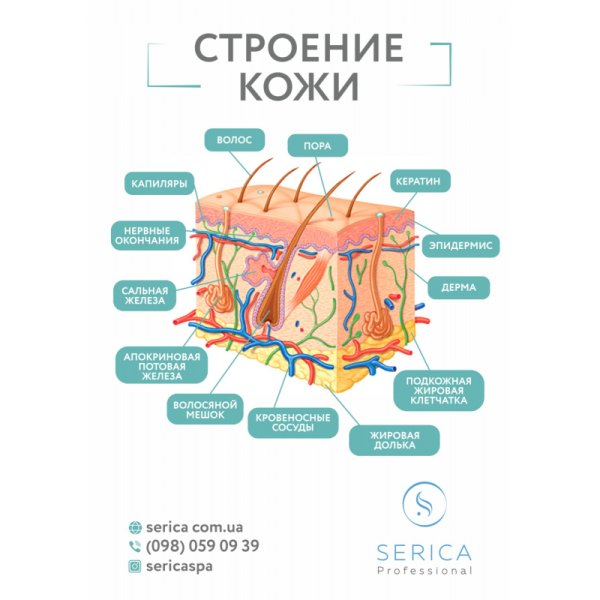 Плакат кожа человека