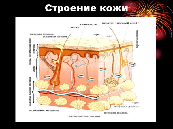 Строение волоса анатомия