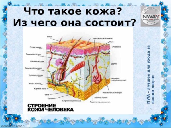 Строение кожи биология
