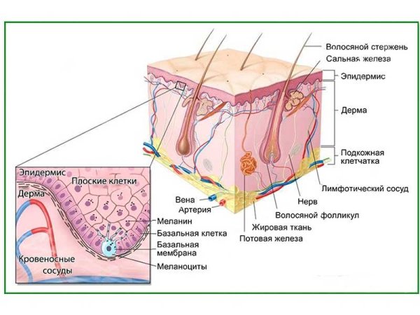 Структура кожи головы