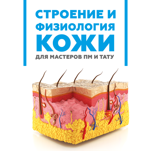 Послойное строение кожи лица