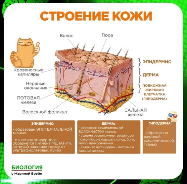 Слои кожи лица