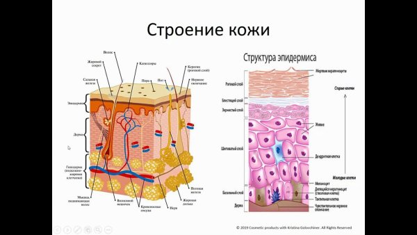 Строение кожи у котов