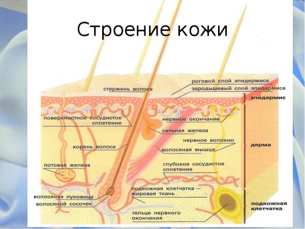Структура кожи схема