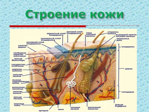 Строение стержня волоса рисунок